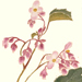 Tsunemasa Iwasaki Galleries